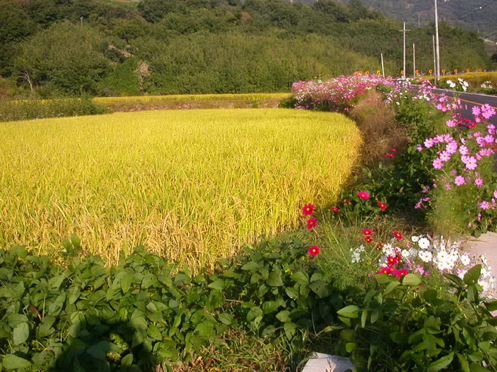 라도다방 이미지