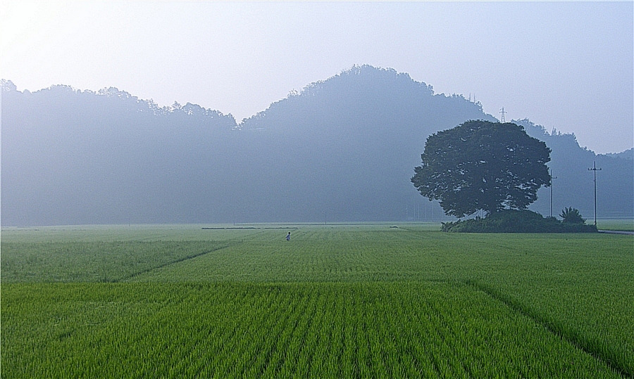 황금물결 이미지